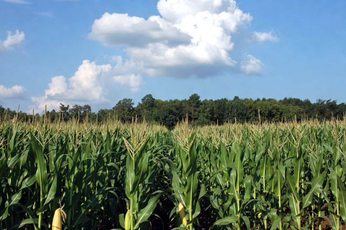 Man pulls over on US-36 to correct stranger about corn height